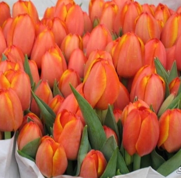 Тюльпаны оранжевые