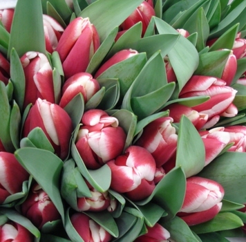 Тюльпаны красные с белой каймой