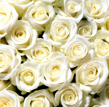 Розы белые штучно